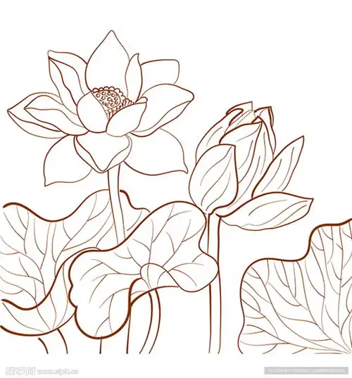 荷花简笔画设计图