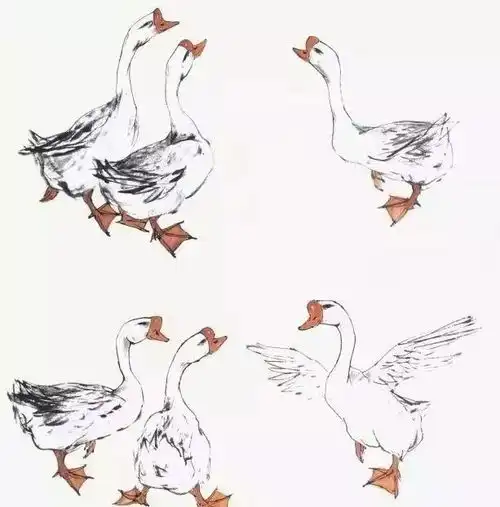 写意鹅的画法