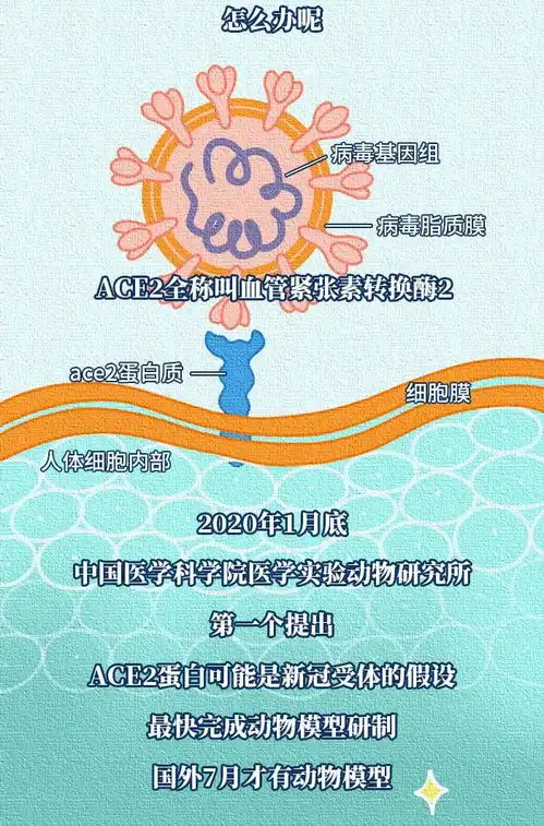 从确定病原到疫苗药物研发,抗击新冠为什么离不开动物模型