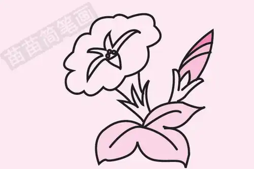 牵牛花简笔画图片大全教程