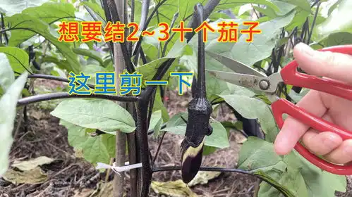 1株茄子苗想要结3040颗茄子,修剪枝条很重要,方法简单一学就会