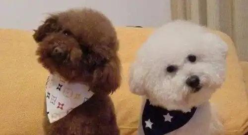 比熊和泰迪这两种犬种,哪种比较适合家养它们的区别你知道吗