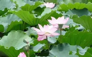 山东好时节当夏天遇上荷花,寻一处赏荷拍照佳地