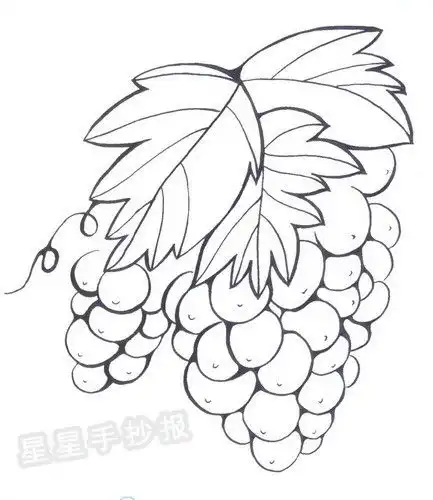 葡萄简笔画