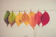 秋景唯美的自然枫叶树景观