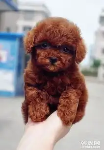 广州狗场出售韩系茶杯犬口袋茶杯泰迪熊狗超小体深圳专卖店