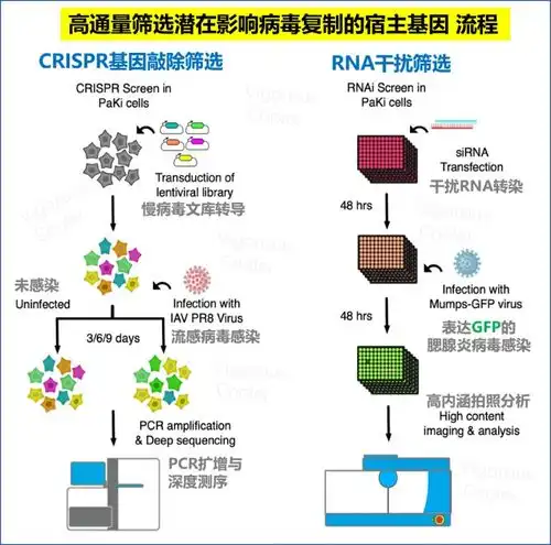 清华等团队从蝙蝠中发现新冠病毒抑制剂,对新药研发有何意义