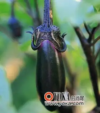 8种食物夏季养生你必须吃