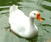 白鹅