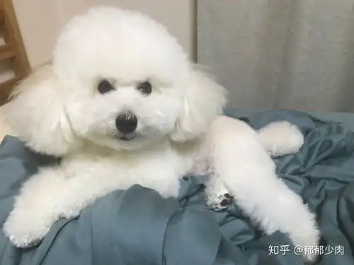 泰迪脸上的泪痕是因为劣质狗粮造成的吗
