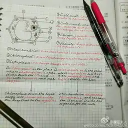 组图精美如画美女学霸因手抄笔记走红