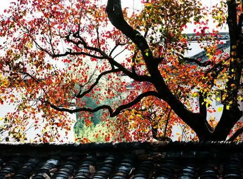宏村塔川齐云山夜宿屯溪