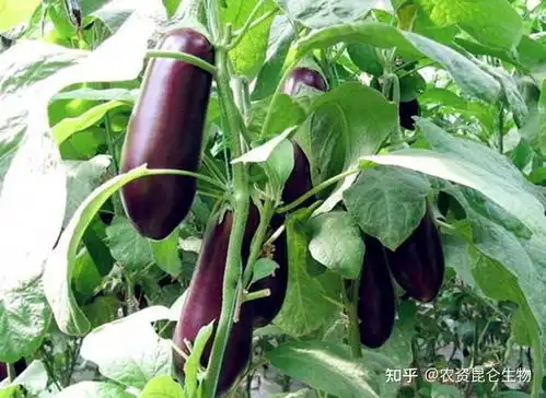 蔬菜茄子叶子发黄怎么回事茄子重茬根腐的预防,茄子黄叶死苗防治用根小子