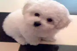 标题出售比熊犬纯种健康赛级品相比熊犬好养吗比熊犬价格是多少