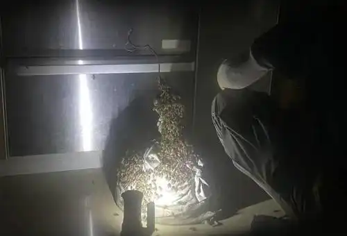 女子凑近厨房一角黑压压一片消防最近一个月端了40多个