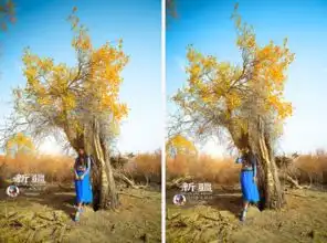 2018.10新疆秋色.醉美胡杨巴州尉犁县罗布人村寨胡杨轮台县塔里木胡杨阿克苏沙雅胡杨..