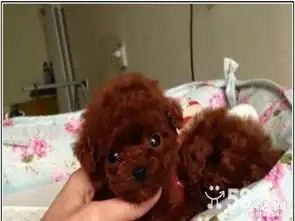 活泼可爱深红色小玩具泰迪幼犬出售送狗粮