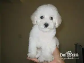 泰迪狗狗生病了应该喂什么好