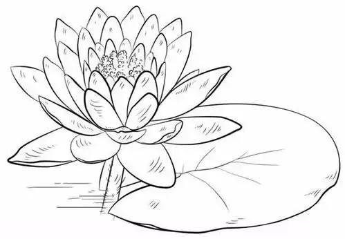 100多张花卉线描手稿素材,你想画的花卉手稿,都在这里