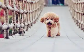 泰迪狗狗便秘用什么药,小泰迪便秘怎么治