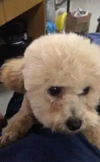 自家宠物泰迪狗下崽