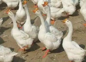 青岛鹅苗的价格鹅苗价格