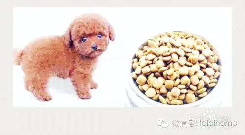 泰迪狗怎么训练