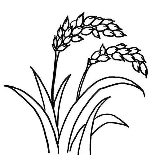 简笔画水稻,花生,玉米,怎么画