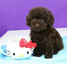 纯种泰迪幼犬贵宾犬巧克力泰迪包健康可上门选购