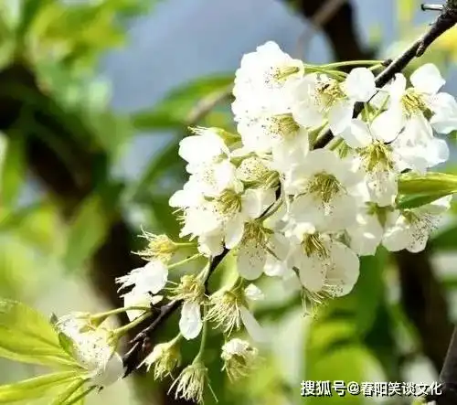 一季的阳光,火热了岁月,散发芬芳的快乐