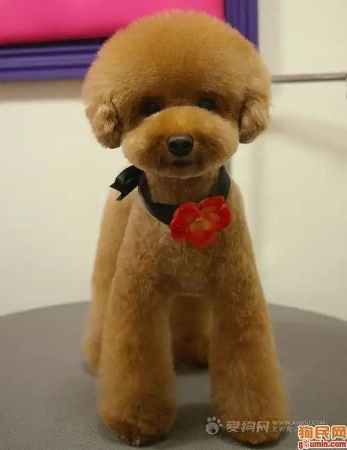 泰迪长大是什么样子的
