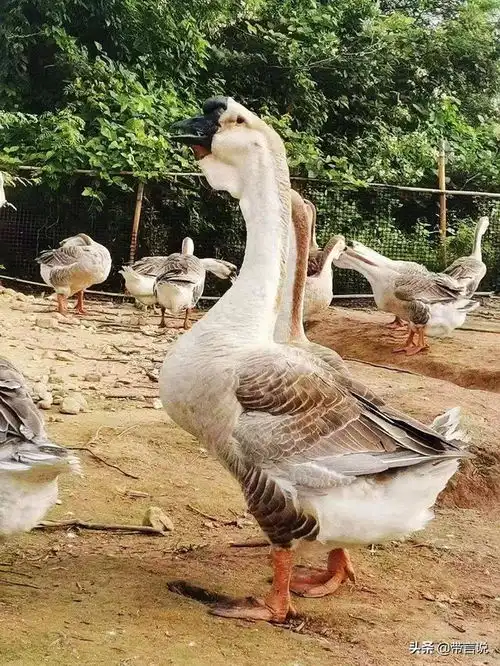 过年吃鹅是怎么回事为什么潮汕人那么爱吃鹅肉