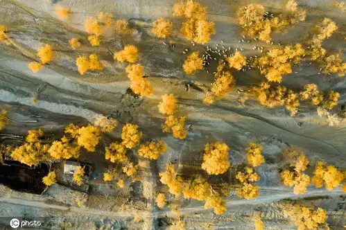 新疆沙雅秋意浓金黄胡杨林成风景