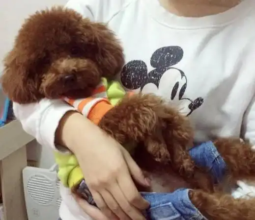 泰迪犬不让你抱它,不只因它不喜欢你,还可能是其他理由