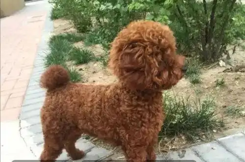 分享养犬经历