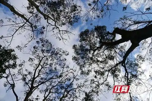 张家界黄龙洞景区立冬过后秋意浓观赏秋色正当时
