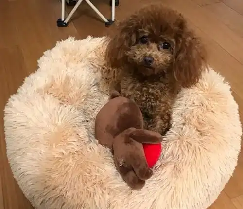 泰迪狗感冒的样子有什么表现