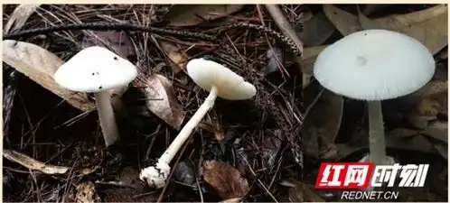 紧急提醒永州市已经进入野生毒蘑菇中毒高发季节