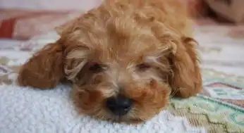 泰迪狗嘴巴臭怎么办