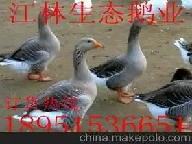 江林禽业孵化场18951536651企业库马可波罗网