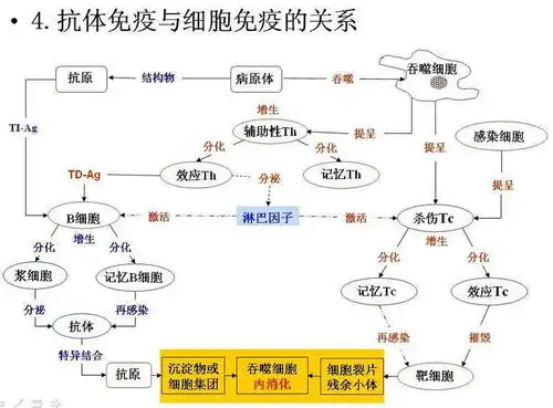乙肝在研新药iia部分,一种pdl1单克隆抗体,完成首例给药
