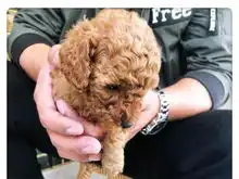 纯种棕色小泰迪狗