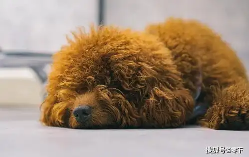 泰迪狗狗泪痕重眼屎多是上火真相或许更可怕