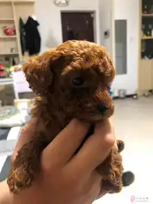 自己家养的泰迪狗狗