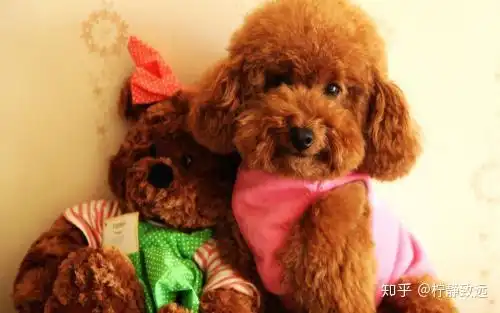 泰迪狗身上掉毛怎么治疗