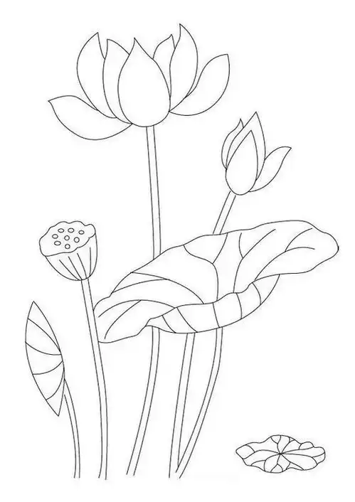 100多张花卉线描手稿素材,你想画的花卉手稿,都在这里