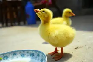 不懂挑选鹅苗,还想养鹅赔钱妥妥的