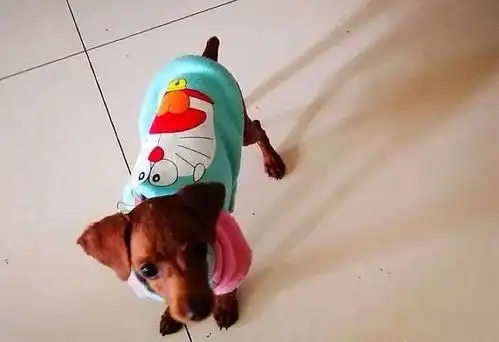 晒晒,我家狗狗多爱美最喜欢穿漂亮衣服