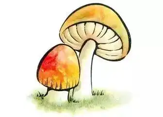 近期蘑菇中毒事件频发,景宁人采食野生蘑菇需谨慎