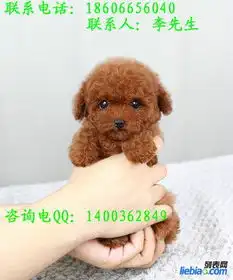 可爱健康泰迪熊幼犬出售高品质健康包一个月